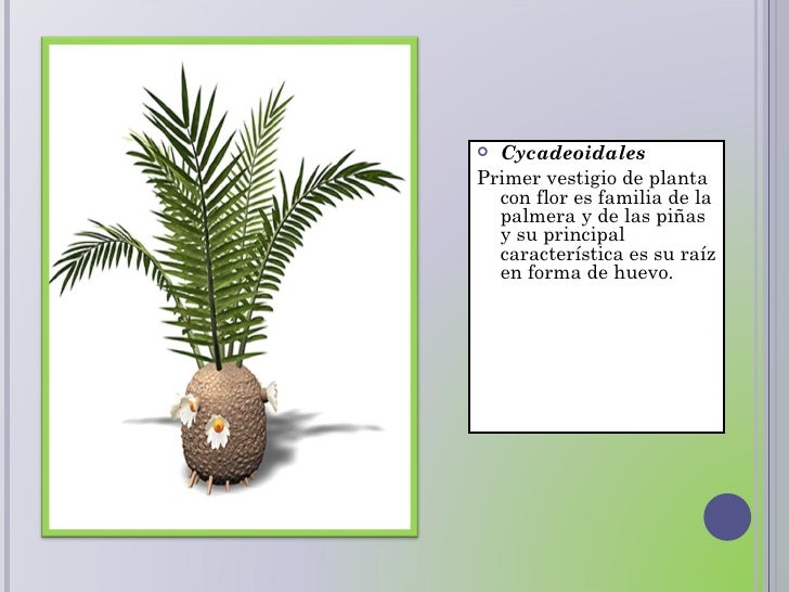 era cretacica era cretacica era cretacica era cretacica