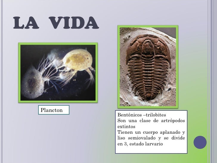 era cretacica era cretacica era cretacica era cretacica