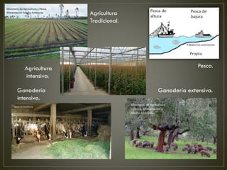 Agricultura
Tradicional.
Agricultura
intensiva.
Ganadería
intensiva.
Ganadería extensiva.
Pesca.
 