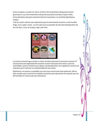 Página 10
(Lama vicugna) y cruzada con llama; la llama, forma doméstica del guanaco (Lama
guanicoe); el cuy, forma doméstica del poronccoy (Cavia tschudii); el pato criollo,
forma doméstica del pato amazónico (Cairina moschata); y la cochinilla (Dactilopius
costae)
• De los cuatro cultivos más importantes para la alimentación humana a nivel mundial
(trigo, arroz, papa y maíz), La sierra peruana es poseedor de alta diversidad genética de
tres de ellos, o sea, de la papa, trigo y del maíz.
La minería nacional sigue siendo un motor de desarrollo para la economía nacional. El
actual proceso de regionalización presenta nuevos retos para este sector y para las
autoridades, quienes tendrán que trabajar coordinadamente con el gobierno central y las
empresas para mantener la competitividad de este sector.
Realmente a mi parecer a quedado muy claro que nuestro país tiene potencial, allá los
altos mandos que no toman las medidas necesarias para aprovechar las riquezas que son
derrochadas en nuestro país por extranjeros.
 