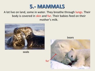 5.- MAMMALS
A lot live on land, some in water. They breathe through lungs. Their
        body is covered in skin and fur. ...