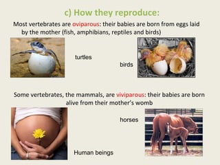 c) How they reproduce:
Most vertebrates are oviparous: their babies are born from eggs laid
  by the mother (fish, amphibi...