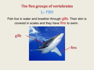 Fish live in water and breather through gills. Their skin is
      covered in scales and they have fins to swim.
 