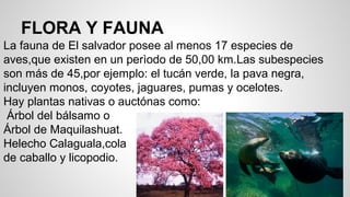 FLORA Y FAUNA
La fauna de El salvador posee al menos 17 especies de
aves,que existen en un perìodo de 50,00 km.Las subespecies
son más de 45,por ejemplo: el tucán verde, la pava negra,
incluyen monos, coyotes, jaguares, pumas y ocelotes.
Hay plantas nativas o auctónas como:
Árbol del bálsamo o
Árbol de Maquilashuat.
Helecho Calaguala,cola
de caballo y licopodio.
 