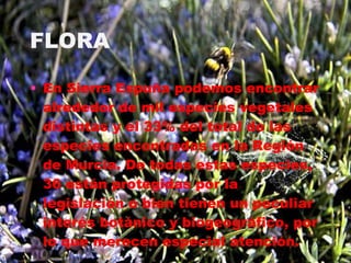 FLORA En Sierra Espuña podemos encontrar alrededor de mil especies vegetales distintas y el 33% del total de las especies encontradas en la Región de Murcia. De todas estas especies, 36 están protegidas por la legislación o bien tienen un peculiar interés botánico y biogeográfico, por lo que merecen especial atención. 