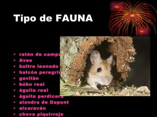 Tipo de FAUNA ratón de campo   Aves buitre leonado   halcón peregrino   gavilán   búho real   águila real   águila  perdicera   alondra de  Dupont   alcaraván   chova   piquirroja   
