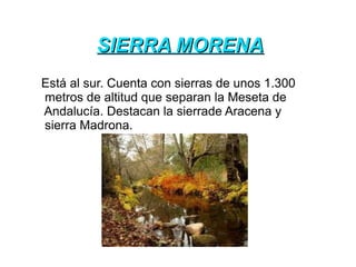 SIERRA MORENASIERRA MORENA
Está al sur. Cuenta con sierras de unos 1.300
metros de altitud que separan la Meseta de
Andalucía. Destacan la sierrade Aracena y
sierra Madrona.
 