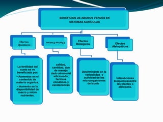 BENEFICIOS DE ABONOS VERDES EN
                                     SISTEMAS AGRÍCOLAS




  Efectos            Efectos Físicos       Efectos
 Químicos                                 Biológicos                 Efectos
                                                                   Alelopáticos




                             calidad,
 La fertilidad del       cantidad, tipo
    suelo se ve            de manejo
beneficiada por:                              Determinante en la
                        dado almaterial         variabilidad y
• Aumentos en el          adicionado,          actividad de los       Interacciones
   contenido de             factores          microorganismos       bioquímicasentre
materia orgánica.         climáticos y            del suelo            las plantas o
                         caraterísticas
 • Aumento en la                                                         alelopatía.
disponibilidad de
  macro y micro
    nutrientes.
 