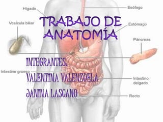 Trabajo de Anatomía  Integrantes:  Valentina Valenzuela  Janina Lascano 