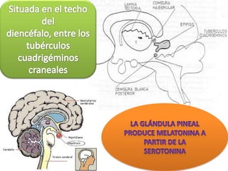 Situada en el techo del diencéfalo, entre los tubérculos cuadrigéminos cranealesla glándula pineal produce melatonina a partir de la serotonina