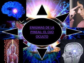 Enigmas de la pineal: el ojo oculto