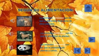 SEGÚN SU ALIMENTACIÓN:
Los animales carnívoros son los
que se alimentan de la carne de
otros animales
Los animales herbívoros son los
que se alimentan de plantas.
Los animales omnívoros son
los que se alimentan de
plantas y carnes.
 
