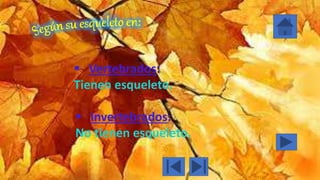  Vertebrados:
Tienen esqueleto.
 Invertebrados:
No tienen esqueleto.
 