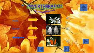 Araña
Caracol
Mariposa
 