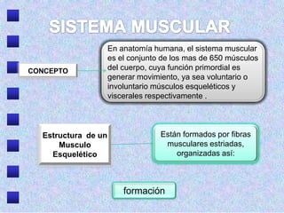 En anatomía humana, el sistema muscular
                     es el conjunto de los mas de 650 músculos
CONCEPTO             del cuerpo, cuya función primordial es
                     generar movimiento, ya sea voluntario o
                     involuntario músculos esqueléticos y
                     viscerales respectivamente .




  Estructura de un                 Están formados por fibras
      Musculo                       musculares estriadas,
    Esquelético                        organizadas así:



                         formación
 