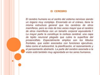 El CEREBRO


El cerebro humano es el centro del sistema nervioso siendo
un órgano muy complejo. Encerrado en el cráneo, tiene la
misma estructura general que los cerebros de otros
mamíferos, pero es más de tres veces mayor que el cerebro
de otros mamíferos con un tamaño corporal equivalente.1
La mayor parte la constituye la corteza cerebral, una capa
de tejido neuronal plegado que cubre la superficie del
prosencéfalo. Especialmente amplios son los lóbulos
frontales, que están asociados con funciones ejecutivas,
tales como el autocontrol, la planificación, el razonamiento y
el pensamiento abstracto. La parte del cerebro asociada a la
visión está también muy agrandada en los seres humanos.
 