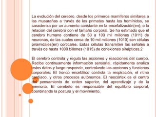 La evolución del cerebro, desde los primeros mamíferos similares a
las musarañas a través de los primates hasta los homínidos, se
caracteriza por un aumento constante en la encefalización(en), o la
relación del cerebro con el tamaño corporal. Se ha estimado que el
cerebro humano contiene de 50 a 100 mil millones (1011) de
neuronas, de las cuales cerca de 10 mil millones (1010) son células
piramidales(en) corticales. Estas células transmiten las señales a
través de hasta 1000 billones (1015) de conexiones sinápticas.2

El cerebro controla y regula las acciones y reacciones del cuerpo.
Recibe continuamente información sensorial, rápidamente analiza
estos datos y luego responde, controlando las acciones y funciones
corporales. El tronco encefálico controla la respiración, el ritmo
cardíaco, y otros procesos autónomos. El neocórtex es el centro
del pensamiento de orden superior, del aprendizaje y de la
memoria. El cerebelo es responsable del equilibrio corporal,
coordinando la postura y el movimiento.
 