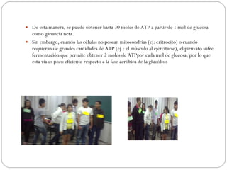 De esta manera, se puede obtener hasta 30 moles de ATP a partir de 1 mol de glucosa como ganancia neta. Sin embargo, cuando las células no posean mitocondrias (ej: eritrocito) o cuando requieran de grandes cantidades de ATP (ej.: el músculo al ejercitarse), el piruvato sufre fermentación que permite obtener 2 moles de ATPpor cada mol de glucosa, por lo que esta vía es poco eficiente respecto a la fase aeróbica de la glucólisis 