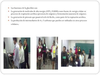 Las funciones de la glucólisis son: La generación de moléculas de alta energía (ATP y NADH) como fuente de energía celular en procesos de respiración aeróbica (presencia de oxígeno) y fermentación (ausencia de oxígeno). La generación de piruvato que pasará al ciclo de Krebs, como parte de la respiración aeróbica. La producción de intermediarios de 6 y 3 carbonos que pueden ser utilizados en otros procesos celulares . 