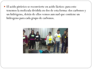 El acido pirúvico se reconvierte en acido láctico: para esto tenemos la molécula dividida en dos de esta forma: dos carbonos y un hidrógeno, detrás de ellos vemos aun nad que contiene un hidrogeno para cada grupo de carbonos. 