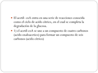 El acetil- coA entra en una serie de reacciones conocida como el ciclo de acido cítrico, en el cual se completa la degradación de la glucosa. 1) el acetil-coA se une a un compuesto de cuatro carbonos (acido oxaloacetico) para formar un compuesto de seis carbonos (acido cítrico) 