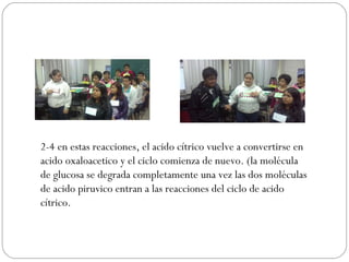 2-4 en estas reacciones, el acido cítrico vuelve a convertirse en acido oxaloacetico y el ciclo comienza de nuevo. (la molécula de glucosa se degrada completamente una vez las dos moléculas de acido piruvico entran a las reacciones del ciclo de acido cítrico. 