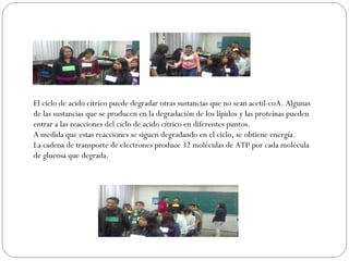 El ciclo de acido cítrico puede degradar otras sustancias que no sean acetil-coA. Algunas de las sustancias que se producen en la degradación de los lípidos y las proteínas pueden entrar a las reacciones del ciclo de acido cítrico en diferentes puntos. A medida que estas reacciones se siguen degradando en el ciclo, se obtiene energía. La cadena de transporte de electrones produce 32 moléculas de ATP por cada molécula de glucosa que degrada. 