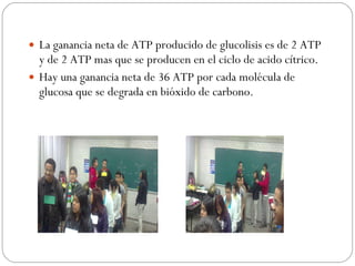 La ganancia neta de ATP producido de glucolisis es de 2 ATP y de 2 ATP mas que se producen en el ciclo de acido cítrico. Hay una ganancia neta de 36 ATP por cada molécula de glucosa que se degrada en bióxido de carbono. 
