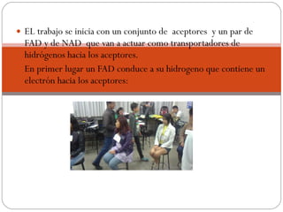 EL trabajo se inicia con un conjunto de  aceptores  y un par de FAD y de NAD  que van a actuar como transportadores de hidrógenos hacia los aceptores. En primer lugar un FAD conduce a su hidrogeno que contiene un electrón hacia los aceptores: 