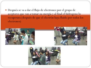 Después se va a dar el flujo de electrones por el grupo de aceptores que van a tomar su energía y al final el hidrogeno lo recuperara (después de que el electrón haya fluido por todos los electrones) 