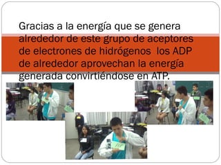 Gracias a la energía que se genera alrededor de este grupo de aceptores de electrones de hidrógenos  los ADP de alrededor aprovechan la energía generada convirtiéndose en ATP. 