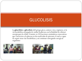 La  glucólisis  o  glicolisis  (del griego  glycos , azúcar y  lysis , ruptura), es la vía metabólica encargada de oxidar la glucosa con la finalidad de obtener energía para la célula. Consiste en 10 reacciones enzimáticas consecutivas que convierten a la glucosa en dos moléculas de piruvato el cual es capaz de seguir otras vías metabólicas y así continuar entregando energía al organismo GLUCOLISIS 