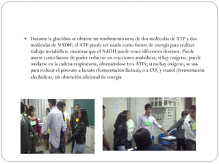 Durante la glucólisis se obtiene un rendimiento neto de dos moléculas de ATP y dos moléculas de NADH; el ATP puede ser usado como fuente de energía para realizar trabajo metabólico, mientras que el NADH puede tener diferentes destinos. Puede usarse como fuente de poder reductor en reacciones anabólicas; si hay oxígeno, puede oxidarse en la cadena respiratoria, obteniéndose tres ATPs; si no hay oxígeno, se usa para reducir el piruvato a lactato (fermentación láctica), o a CO 2  y etanol (fermentación alcohólica), sin obtención adicional de energía 