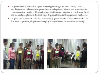 La glucólisis es la forma más rápida de conseguir energía para una célula y, en el metabolismo de carbohidratos, generalmente es la primera vía a la cual se recurre. Se encuentra estructurada en 10 reacciones enzimáticas que permiten la transformación de una molécula de glucosa a dos moléculas de piruvato mediante un proceso catabólico. La glucólisis es una de las vías más estudiadas, y generalmente se encuentra dividida en dos fases: la primera, de gasto de energía y la segunda fase, de obtención de energía. 