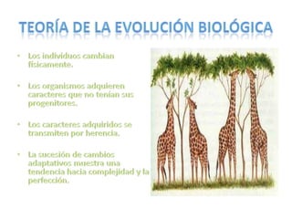 Teoría de la evolución biológicaLos individuos cambian físicamente.Los organismos adquieren caracteres que no tenían sus progenitores.Los caracteres adquiridos se transmiten por herencia.La sucesión de cambios adaptativos muestra una tendencia hacia complejidad y la perfección.