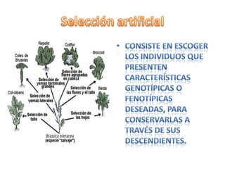 Selección artificialConsiste en escoger los individuos que presenten características genotípicas o fenotípicas deseadas, para conservarlas a través de sus descendientes.