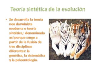 Teoría sintética de la evoluciónSe desarrolla la teoría neo darwinista moderna o teoría sintética,: denominada así porque surge a partir de la fusión de tres disciplinas diferentes: la genética, la sistemática y la paleontología.