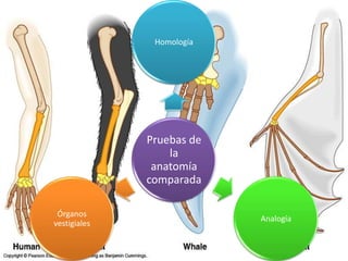 Trabajo de biología
