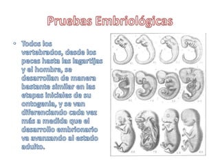 Pruebas EmbriológicasTodos los vertebrados, desde los peces hasta las lagartijas y el hombre, se desarrollan de manera bastante similar en las etapas iniciales de su ontogenia, y se van diferenciando cada vez más a medida que el desarrollo embrionario va avanzando al estado adulto.