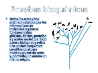 Pruebas bioquímicasTodos los seres vivos están constituidos por los mismos tipos de moléculas orgánicas fundamentales: glúcidos, lípidos, proteínas y ácidos nucleídos. Todo parece indicar que existe una unidad bioquímica constitucional para muchos grupos de seres y, por tanto, un mismo un mismo origen.