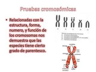 Pruebas cromosómicasRelacionadas con la estructura, forma, numero, y función de los cromosomas nos demuestra que las especies tiene cierto grado de parentesco.