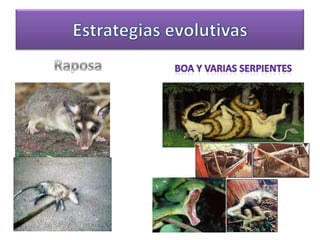Estrategias evolutivasRaposaBoa y varias serpientes