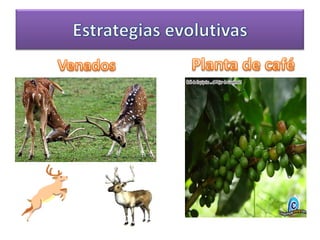 Venados Planta de caféEstrategias evolutivas