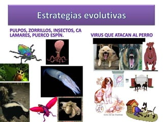 Pulpos, Zorrillos, Insectos, Calamares, Puerco Espín.Virus que atacan al perroEstrategias evolutivas