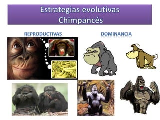 Estrategias evolutivas ChimpancésReproductivas Dominancia 