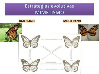 BATESIANOMULLERANOEstrategias evolutivasMIMETISMO