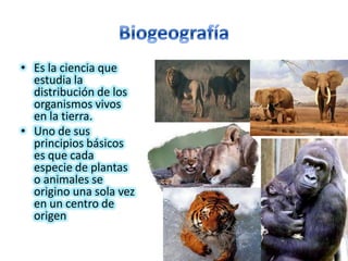 BiogeografíaEs la ciencia que estudia la distribución de los organismos vivos en la tierra.Uno de sus principios básicos es que cada especie de plantas o animales se origino una sola vez en un centro de origen
