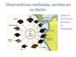 Observaciones realizadas, escritas en su diario:	Sobre el pico de los pinzones en Galápagos 