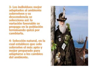 	3- Los individuos mejor adaptados al ambiente sobreviven y su descendencia se selecciona así: la variación favorable se propaga en la población terminando quizá por cambiarla.4- Selección natural, en la cual establece que solo sobrevive el más apto y mejor preparado para adaptarse a los cambios del ambiente.