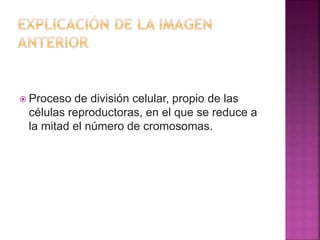  Proceso de división celular, propio de las
células reproductoras, en el que se reduce a
la mitad el número de cromosomas.
 